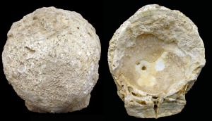 Spondylus: Tpico molde interno de Spondylus sp. Ejemplar del Mioceno superior de Mazarrn. Longitud = 12 cm 