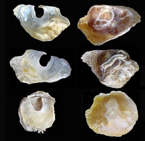 Anomia: Ejemplares actuales de Anomia ephippium. Playa del Castellar (Mazarrn). Valvas derechas con su tpico foramen (a la izquierda). Longitud = 3 cm 