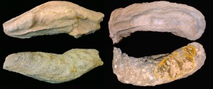 Crassostrea: Valvas derecha e izquierda de Crassotrea crassisima del Mioceno superior de Molina de Segura. Longitud = 45 cm 
