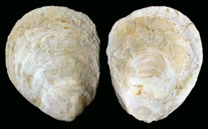 Ostrea: Valva izquierda de Ostrea sp. del Mioceno superior de Mula. Longitud = 12 cm 