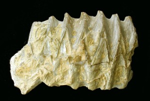 Alectryonia: Fragmento de Alectryonia aff. del Cretcico inferior de Jumilla. Longitud del fragmento = 6 cm 