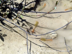 Los crustceos como Artemia son habituales de charcas 
