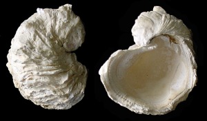 Chama: Valva izquierda de Chama sp. del Pleistoceno de Escombreras (Cartagena). Longitud = 4 cm 