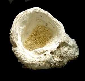 Valva izquierda de Chama sp. del Pleistoceno de guilas. Longitud = 3'5 cm 