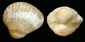 Cerastoderma: Cerastoderma sp. del Pleistoceno de Escombreras (Cartagena). Longitud = 2'5 cm 