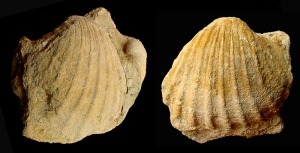Acanthocardia: Molde interno de Acanthocardia sp. del Mioceno superior de Aledo. Obsrvese como los moldes internos de las costillas llegan hasta cerca del umbo. Longitud = 7 cm 