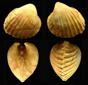 Acanthocardia: Molde interno de Acanthocardia sp. del Mioceno superior del Alamillo (Mazarrn). Longitud = 5 cm 