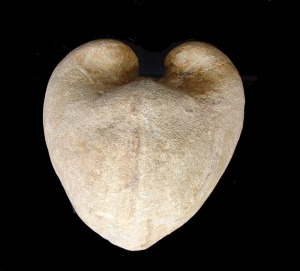 Glossus: Molde interno de Isocardia sp. del Mioceno superior de Carrascoy (Murcia). Longitud = 9 cm 
