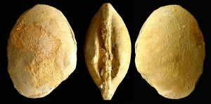 Callista: Molde interno de Callista sp. del Mioceno superior del Alamillo (Mazarrn). Longitud = 6'5 cm 