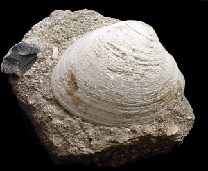 Callista: Valva de Callista sp. del Pleistoceno de Escombreras (Cartagena). Longitud = 5 cm 