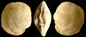 Dosinia: Molde interno de Dosinia sp. del Mioceno superior del Alamillo (Mazarrn). Longitud = 3 cm 