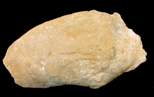 Panopea: Molde interno de Panopea sp. del Mioceno superior de Molina de Segura. Longitud = 18 cm 