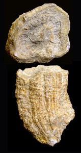 Hippurites: Rudista (Hippurites sp.). Ejemplar de la coleccin del rea de Geologa de la Univ. de Murcia. Longitud = 7 cm 
