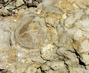 Rudista: Rudista del Cretcico inferior de la sierra de las Salinas (Yecla). Dimetro = 10 cm 