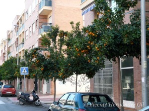 Arbolado (naranjos) en una calle de Murcia 