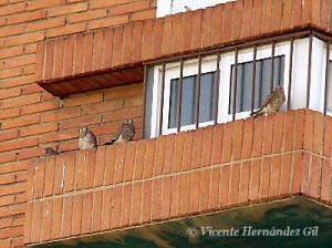 Cras de cerncalo comn en pleno casco urbano de Murcia 