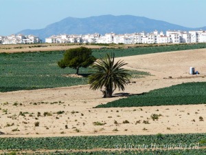 La evolucin del paisaje urbano y rural de Murcia se resume en esta imagen, donde ha desaparecido toda relacin con el entorno 