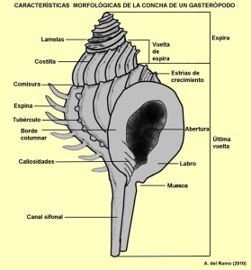 Figura 1. Caractersticas morfolgicas de las conchas de los gasterpodos 