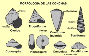 Figura 2. Principales formas de las conchas de los gasterpodos 