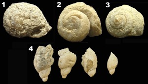 Gasterpodo continental de: Mula fosilizado en yeso (1), Molina de Segura en slice (2), de Fortuna en arenisca (3); y lacustres de Molina de Segura en slice y yeso (4) 