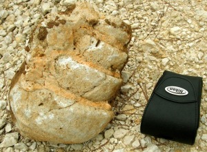 Molde interno parcial de Serratocerithium aff. del Eoceno de Moratalla. Longitud del fragmento 15 cm, el ejemplar completo debi superar los 20 cm 