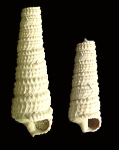 Ceriticeos del Pleistoceno de Cartagena, que conservan la concha original 