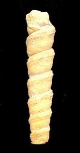 Turritella sp. Obsrvese la forma turriforme, la presencia de cordones y la sutura 