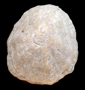 Patella sp. del Pleistoceno de Escombreras (Cartagena). Longitud = 4'5 cm 
