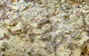 Ejemplares silicificados de Hydrobia sp. del Messiniense de Molina de Segura. Longitud = 2-2'5 mm 
