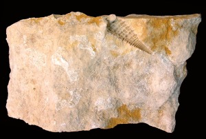 Molde externo de Cerithium sp. del Mioceno superior de Mula. Longitud = 3 cm 