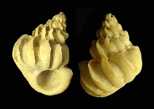 Concha de Cirsotrema sp. del Mioceno superior del Alamillo (Mazarrn). Longitud = 2'5 cm 