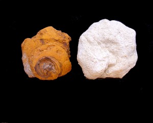 Xenophora sp. Vista apical de un ejemplar del Cretcico inferior de Fortuna (izquierda). Vista inferior de un ejemplar del Mioceno superior de Mula (derecha) 