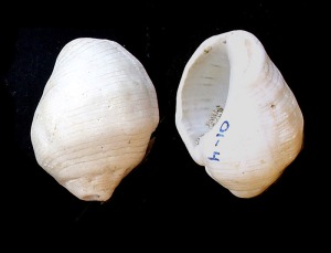 Thais sp. del Pleistoceno de Cartagena. Longitud = 4 cm 