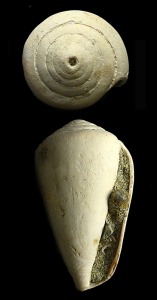 Conus sp. del Pleistoceno de (Escombreras) Cartagena. Longitud = 6 cm 