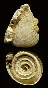 Molde interno de Conus sp. de los arrecifes del Mioceno superior de la cuenca de Fortuna. Longitud = 5 cm 
