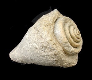 Molde interno de Conus sp. del Mioceno superior de la cuenca de Mula. Longitud = 7 cm 