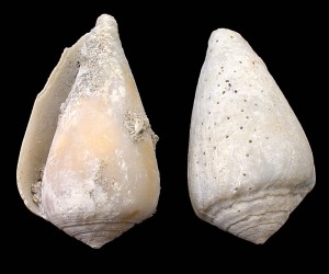 Conus sp. del Pleistoceno de guilas. Longitud = 5'5 cm 