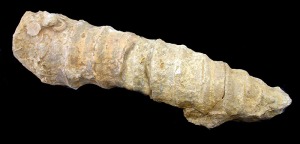 Nerinea gigantea del Cretcico inferior de Jumilla. Longitud = 25'5 cm. Uno de los gasterpodos fsiles ms grandes de la regin 