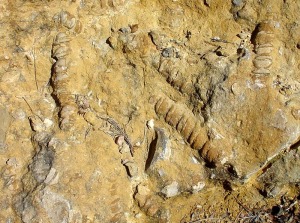 Calizas arenosas del Cretcico inferior de Yecla con numerosos ejemplares de Nerinea sp. Longitud media = 18 cm 