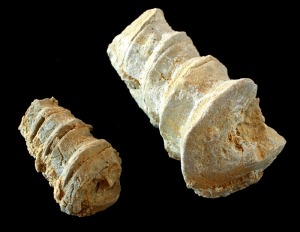 Moldes internos parciales de Nerinea sp. del Cretcico inferior de Jumilla. Obsrvese el parecido a las columnas salomnicas 