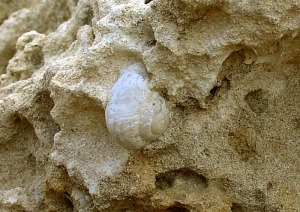 Concha de Iberus sp. en las dunas fsiles pleistocenas de Calblanque (Cartagena). Dimetro = 3'5 cm 