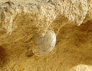 Concha de Iberus sp. que conserva parte de la coloracin original. Dimetro = 3 cm 