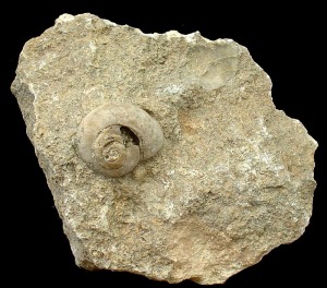 Concha de un gasterpodo pulmonado del Plio-pleistoceno de Fortuna. Dimetro = 2'5 cm 