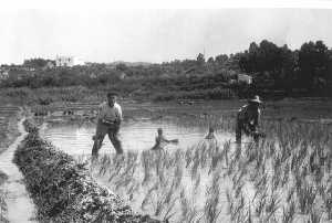 Plantación de arroz en 1956