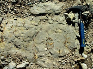 Detalle de un yacimiento de cefalpodos (ammonoideos) del Jursico inferior de Moratalla 