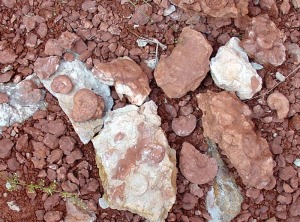 Detalle de un yacimiento  del Jursico, en el que se observan numerosos restos de ammonoideos 