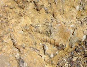 Detalle de la superficie de un yacimiento de nerineas cretcicas de Yecla 