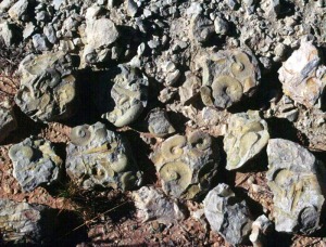 Detalle de un yacimiento de ammonites del Cretcico inferior de Fortuna tras ser expoliado por comerciantes y coleccionistas de fsiles 