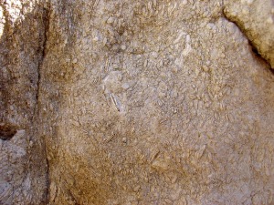 Detalle de un yacimiento eoceno de nummultidos de Moratalla 
