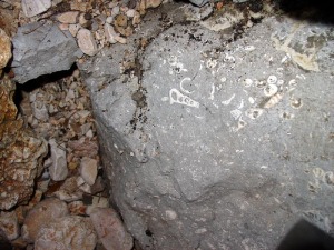 Detalle de un yacimiento de moluscos lagunares del palegeno de Sierra Espua 